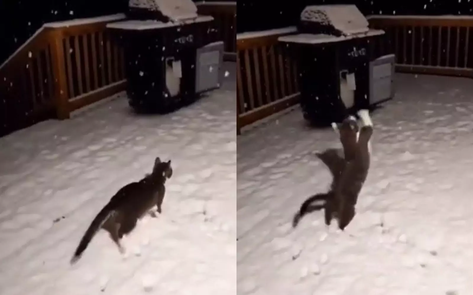 Смешные попытки кота поймать снежинки.