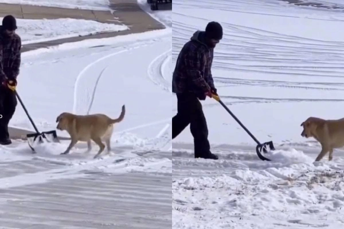 Розовый снег собаки. Электро собака по снегу. Опасность в снегу для собак.