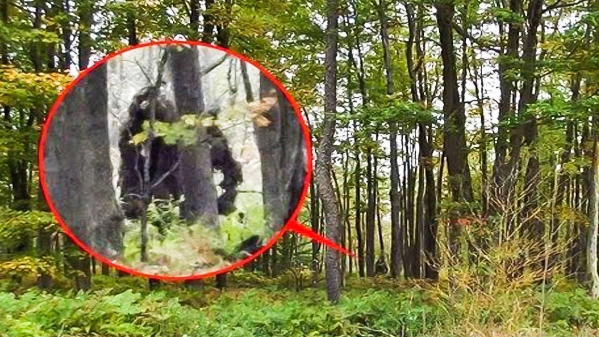 Кадр, снятый одним из "очевидцев" бигфута.