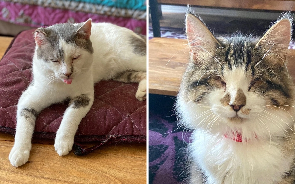 Жители Milo’s Sanctuary.