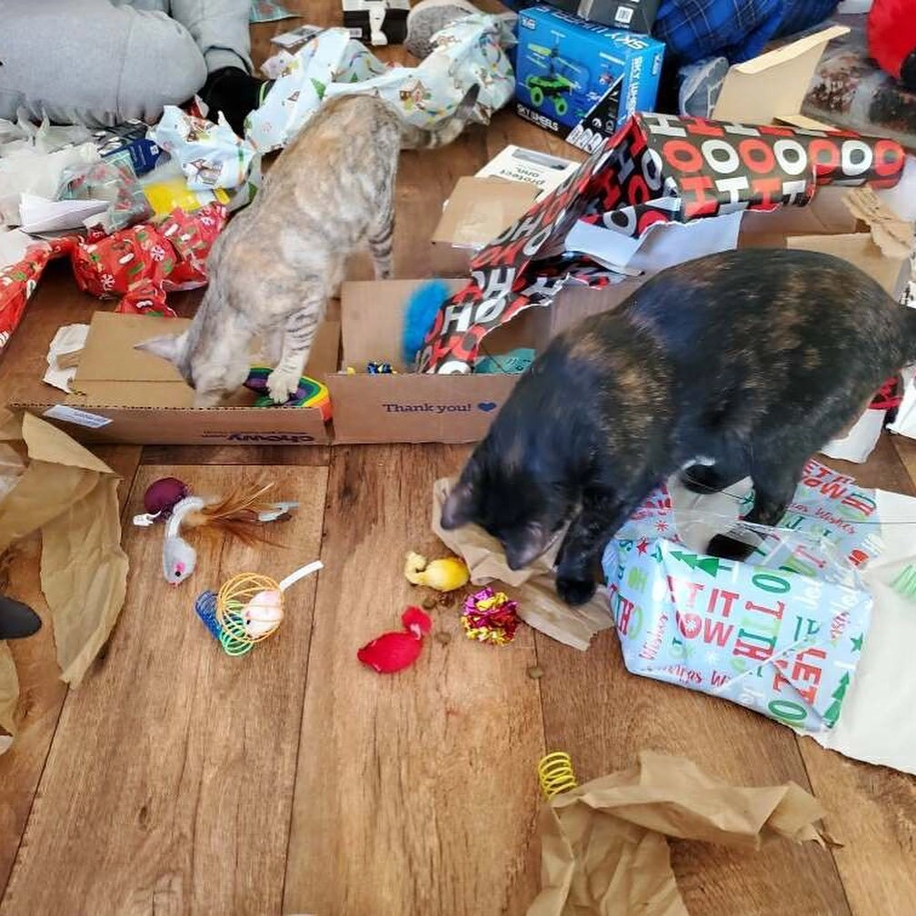 Кошки инвалиды тоже обожают коробки и пакеты.