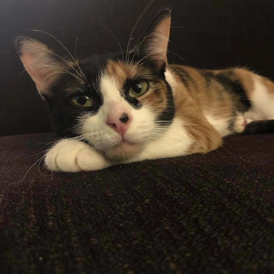 Кошка-спасатель. Кошка-спасатель.