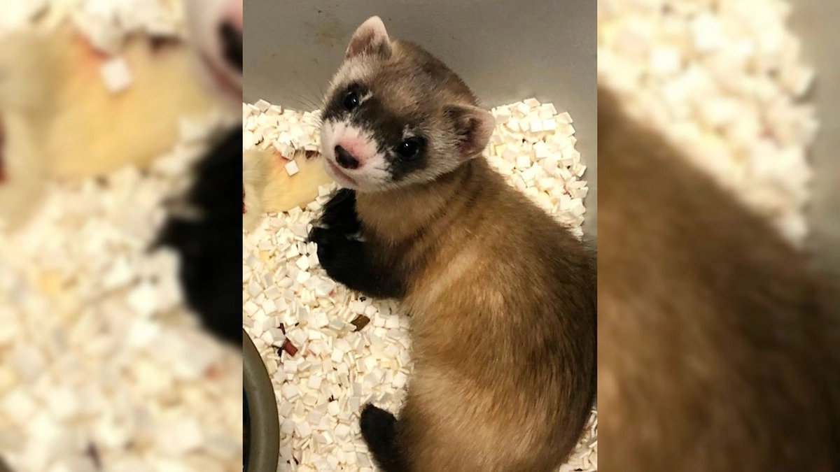 Элизабет Энн