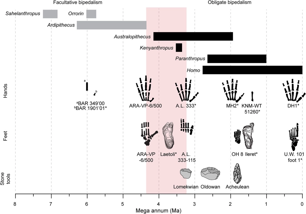 Эволюция рук и ног гомининов
