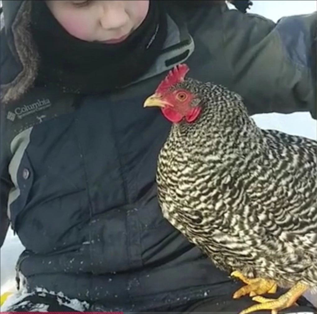 Тедди любит сидеть на коленях у Люка.