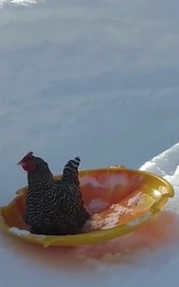 Еще Тедди любит снег.