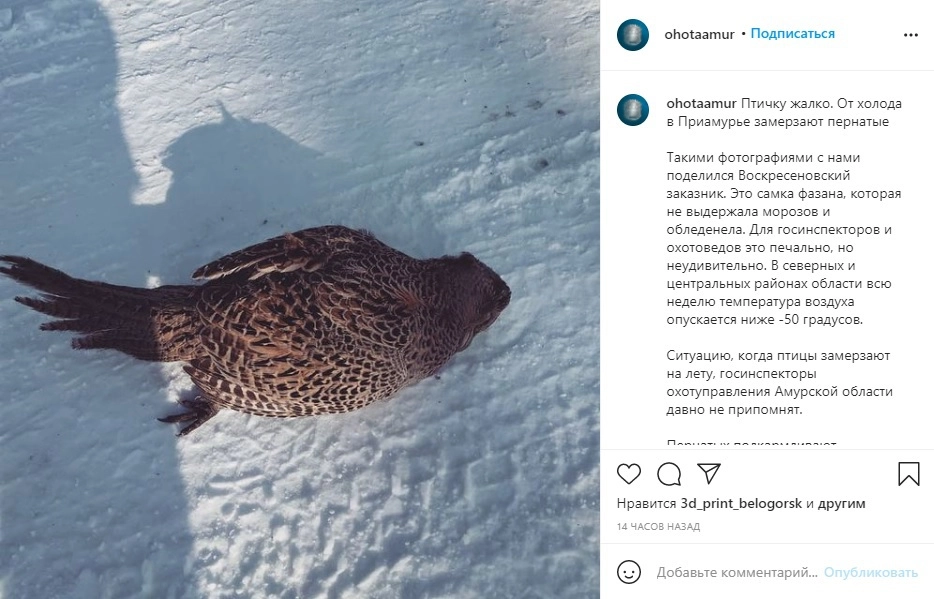 Замерзший фазан Замерзший фазан