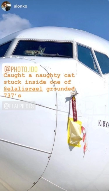 Заметил наглую кошатину, застрявшую в Boeing 737 компании Заметил наглую кошатину, застрявшую в Boeing 737 компании