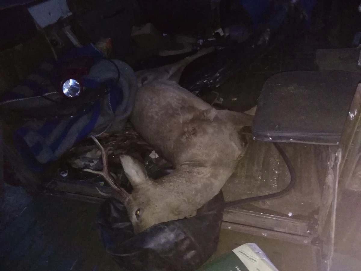 Убитая косуля в багажнике машины браконьеров