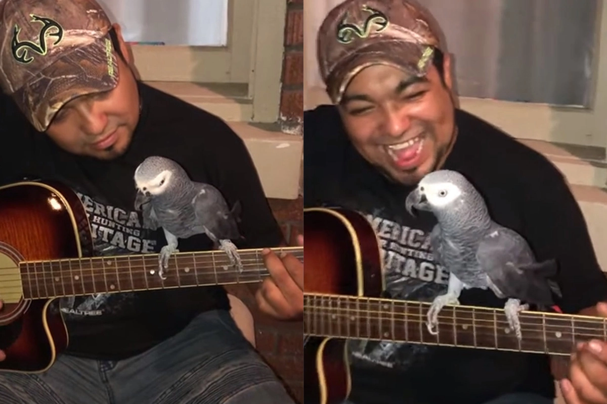 Попугай поет под гитару. Попугай какаду поет гитара. Попугай поет под гитару. Какаду танцует. Попугай поет под гитару.