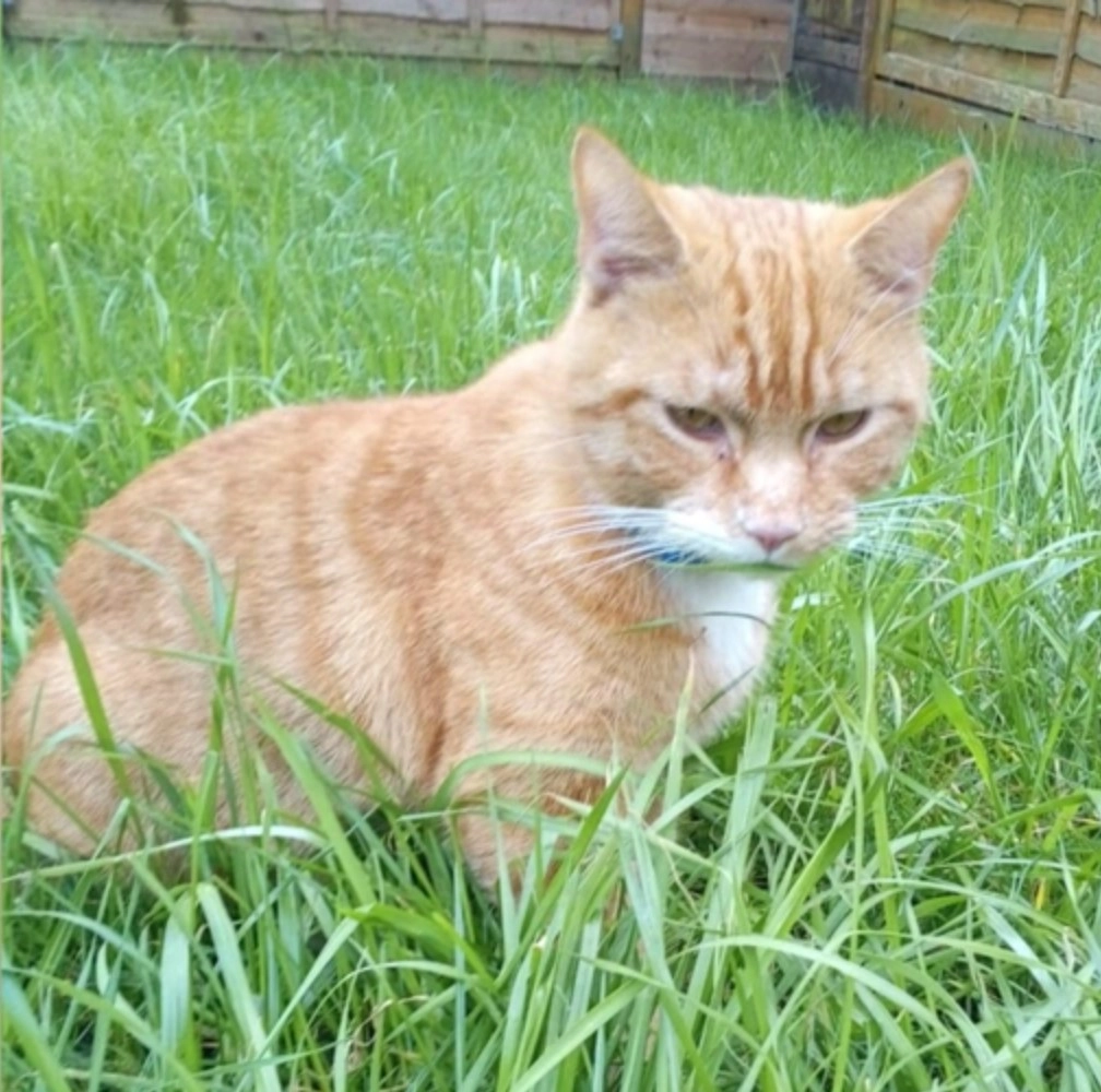 Кот Алекс. Кот Алекс.