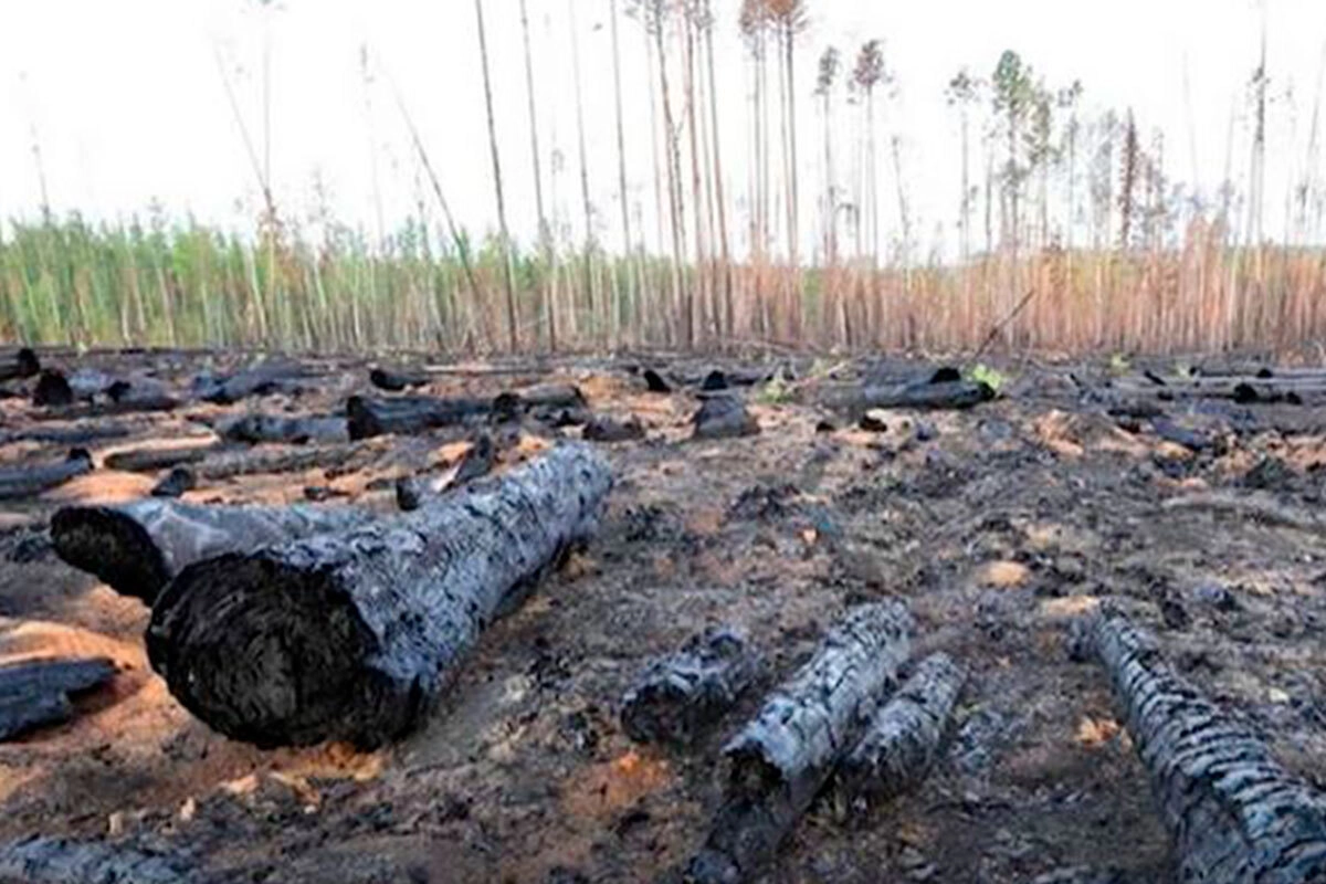 Гарь, которую 