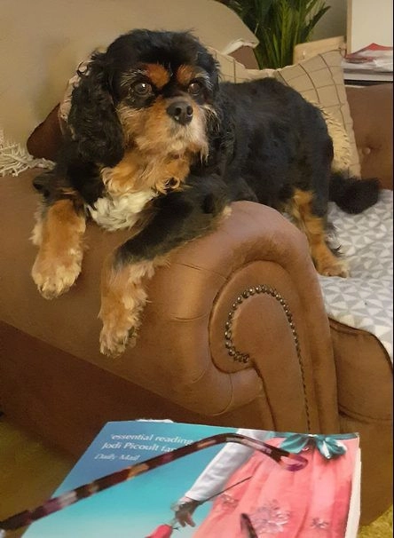 Собака-терапевт по кличке Харли.