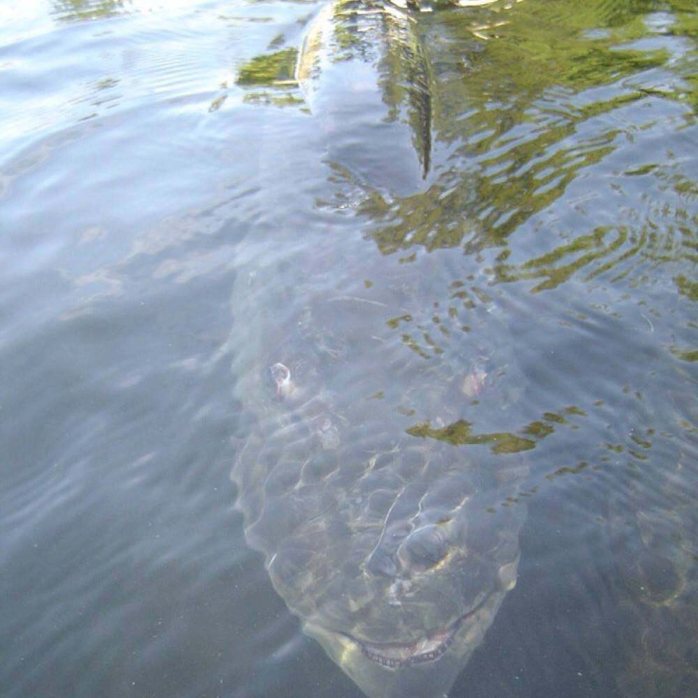 «Я боюсь не водоемов, а существ, которые в нем обитают»