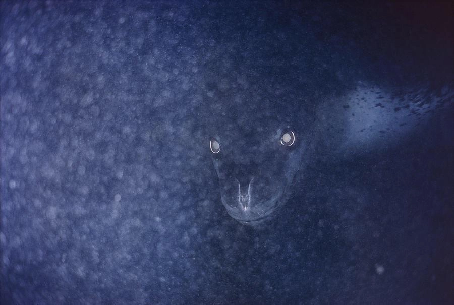 «У меня были кошмары после того, как я в первый раз увидел снимок морского леопарда»
