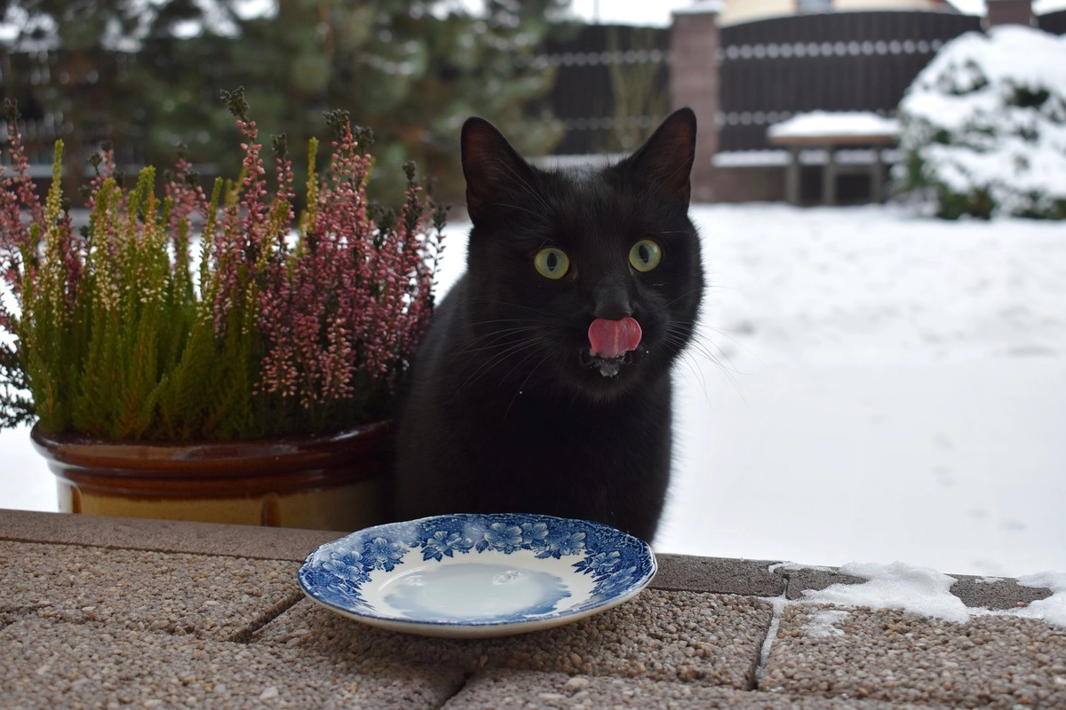 В дикой природе кошки едят часто, но небольшими порциями.