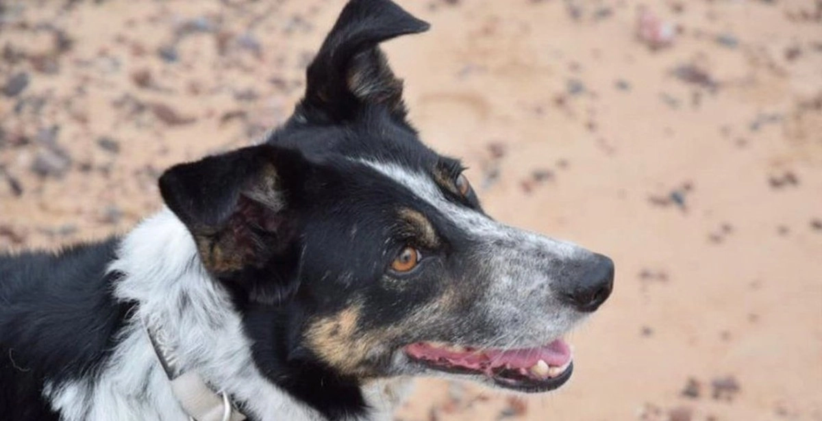 После того, как Пегги потеряла слух, владелец передал ее на попечение приюта для животных.