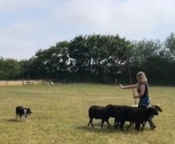 Шортены научили Пегии реагировать на жесты, и теперь она снова может пасти овец.