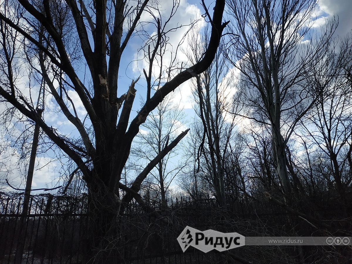 Дерево, в ветвях которого разорвался снаряд Д тридцатки