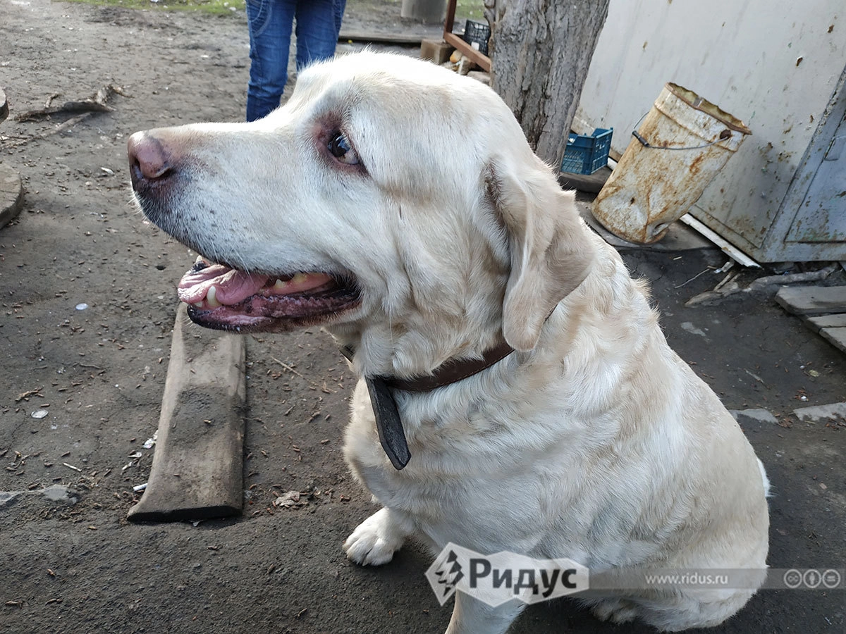 Лабрадор Локи, звезда двора и ютуба