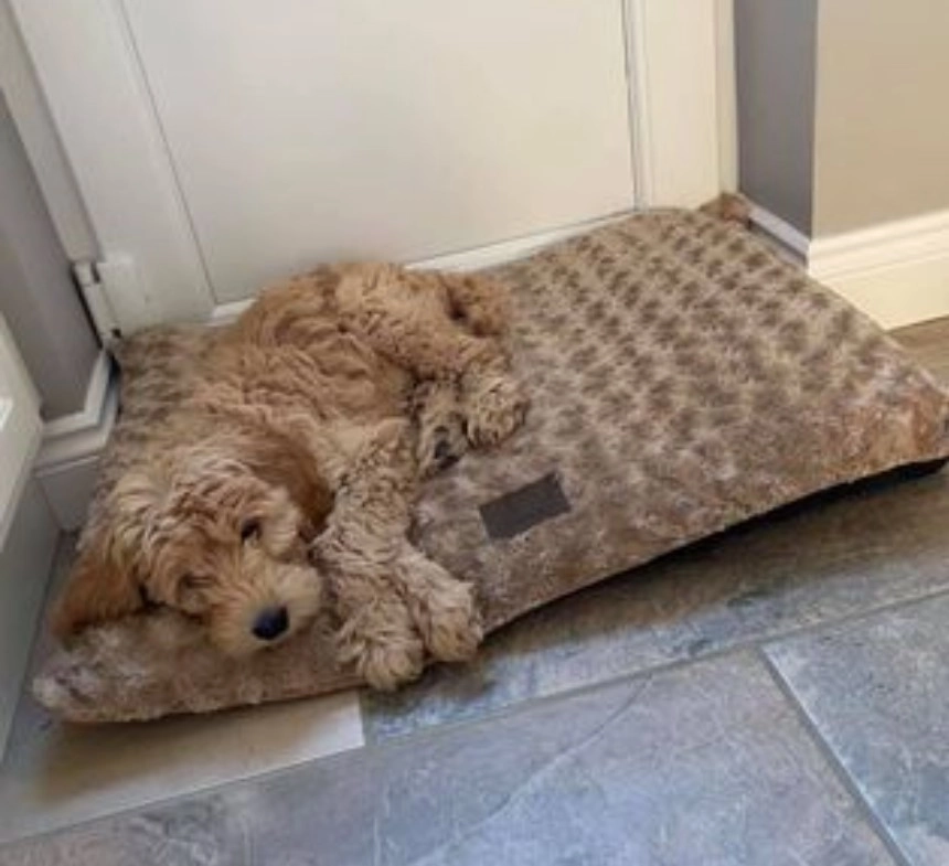 В детстве Винни выглядел, как типичный кокапу. В детстве Винни выглядел, как типичный кокапу.