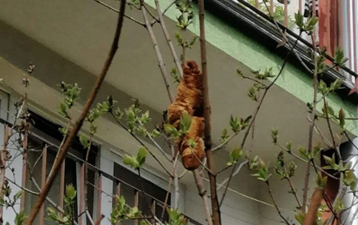 Загадочный зверь оказался круассаном.