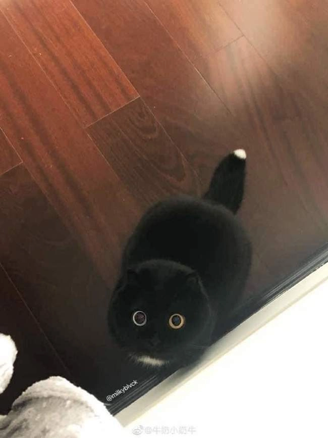 Очаровательный глазастик