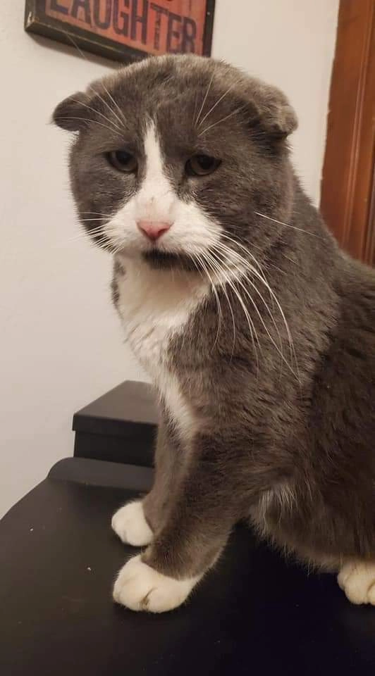 Зачем кота обидели? 