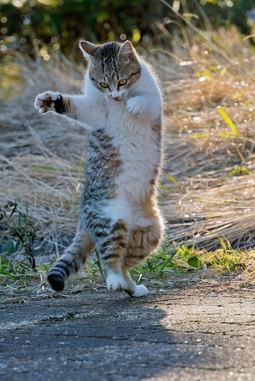 Балет - дело сложное 