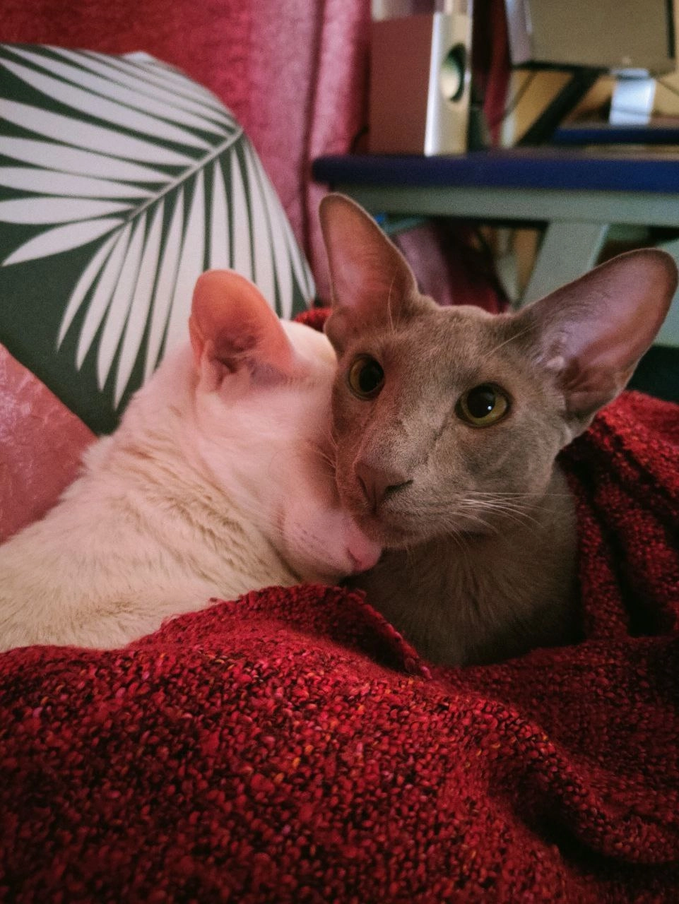 Любовь и гармония 