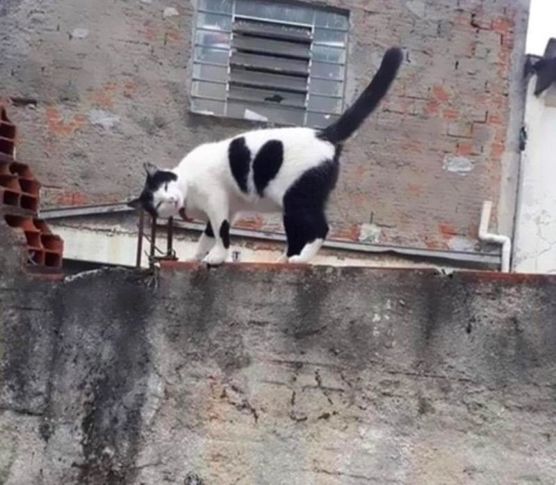 Кот с разбитым сердцем 