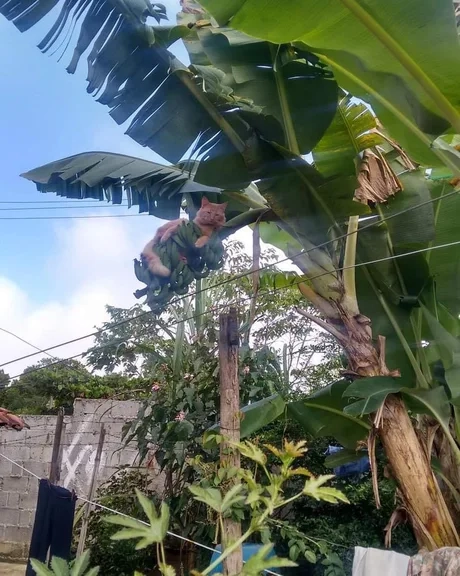 “Псс, парень, банан не нужен?” 