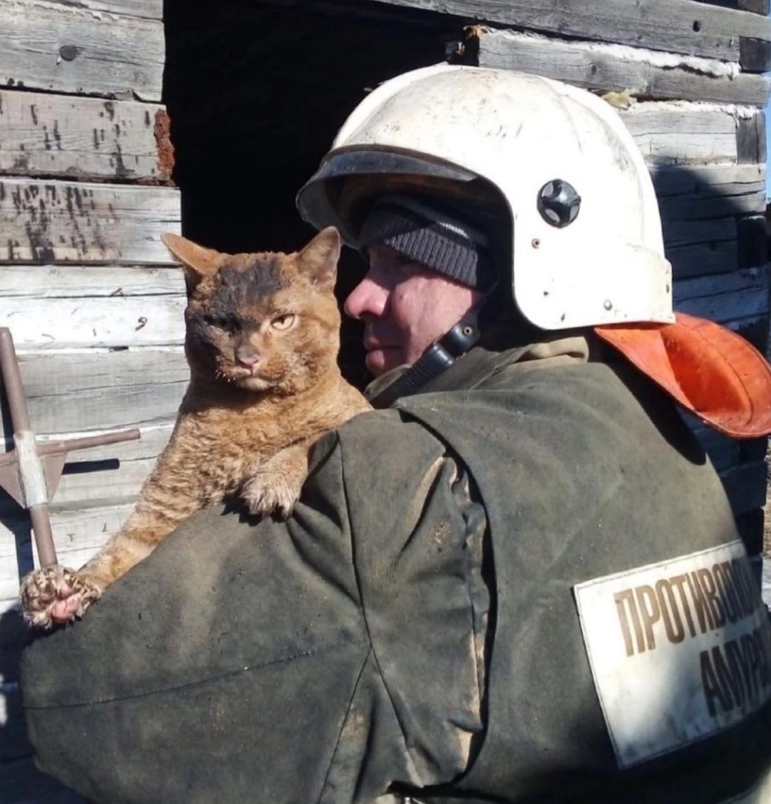 Пожарные спасли из огня кота, но тот, судя по выражению морды, справился бы сам 