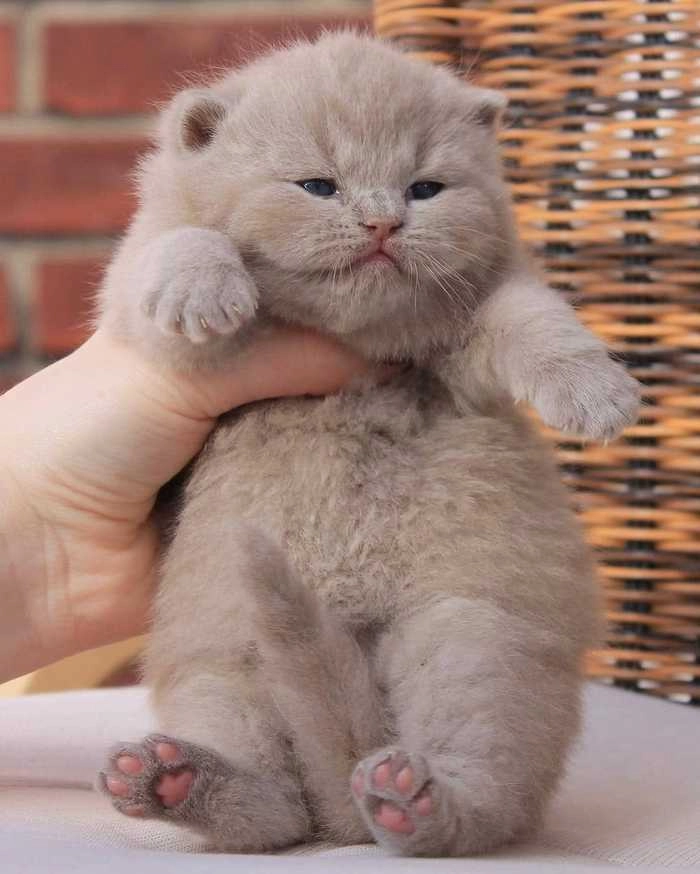 Смешной комочек 