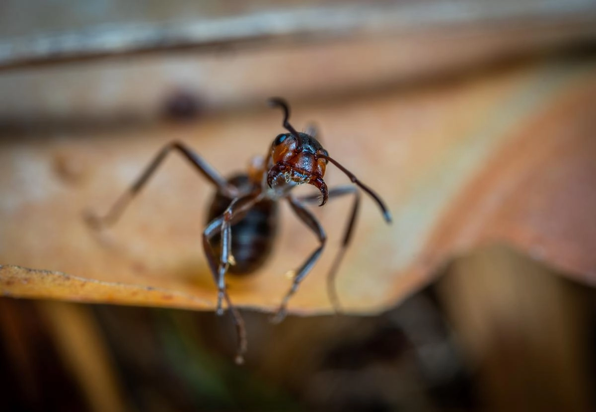 Соль может временно остановить мелких домашних муравьев