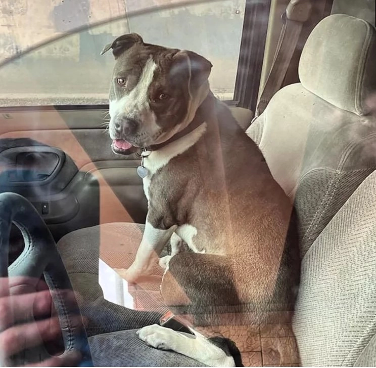 Пес попытался забраться в машину скорой вместе с хозяином