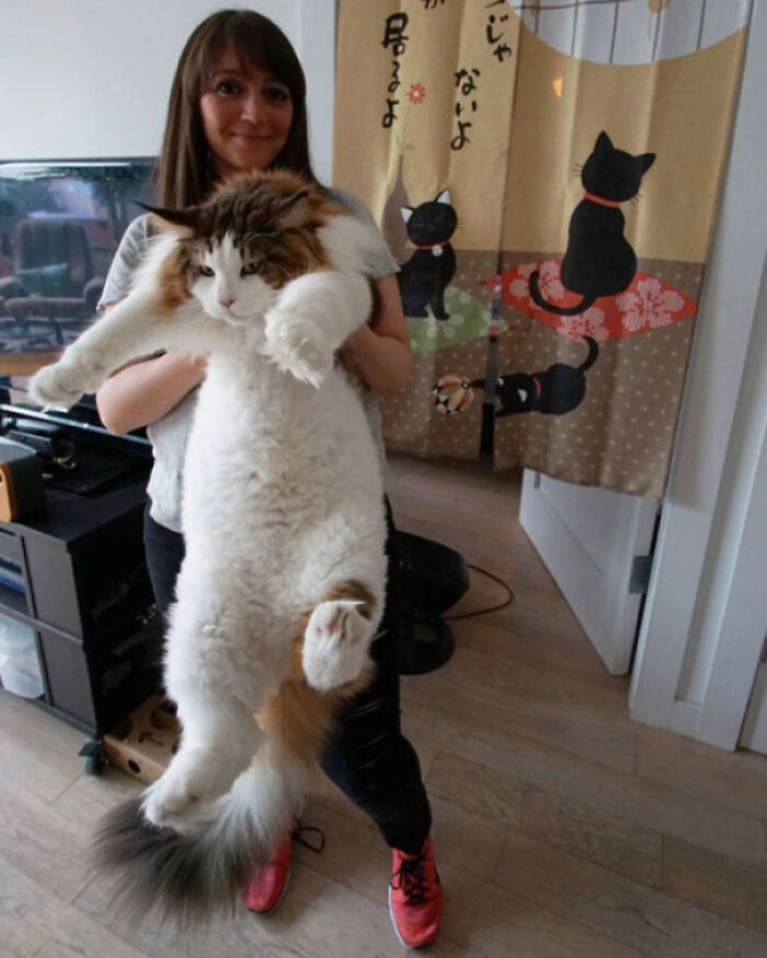 «Самая большая кошка в Нью-Йорке. Она весит 60 килограммов»