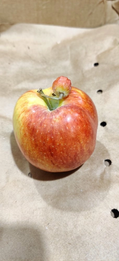 “Из ветки этого яблока растет другое миниатюрное яблоко” 