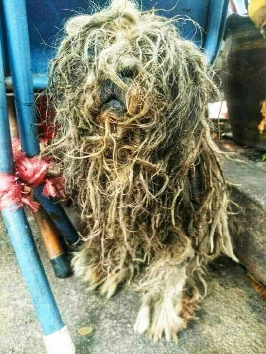 Вот как выглядела собака, после нескольких лет жизни на улице 