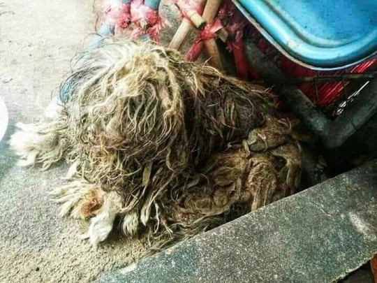 Ее шерсть превратилась в дреды, которые полностью закрывали глаза