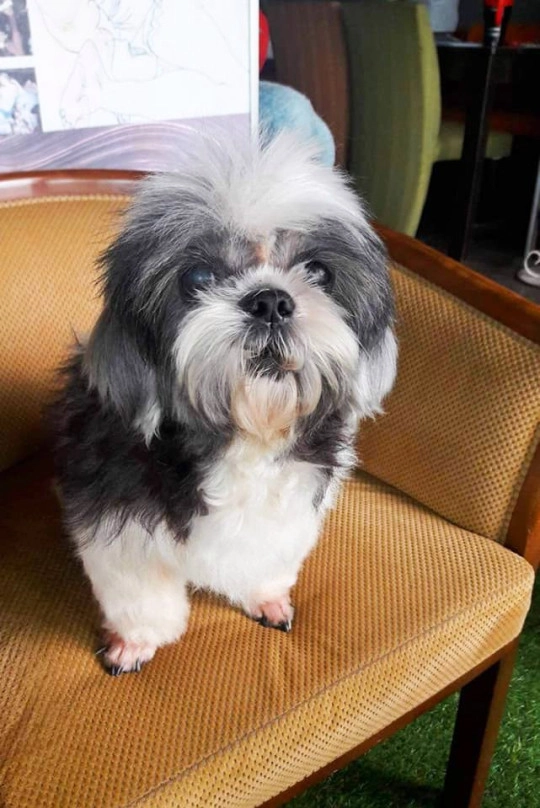 Словно две разных собаки