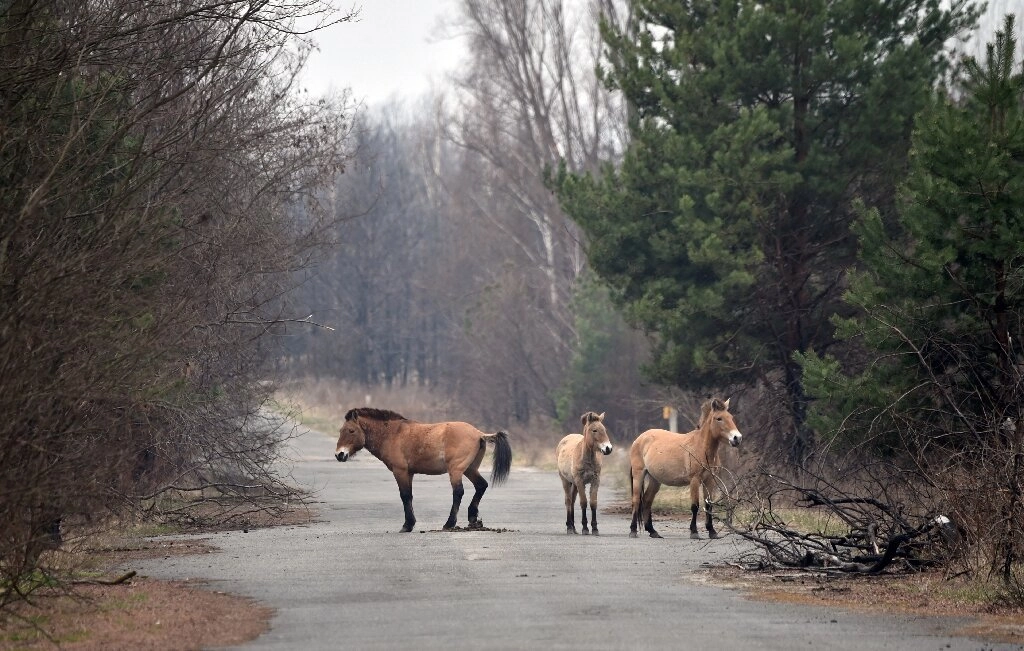Лошадь Пржевальского на территории Чернобыльского заповедника.