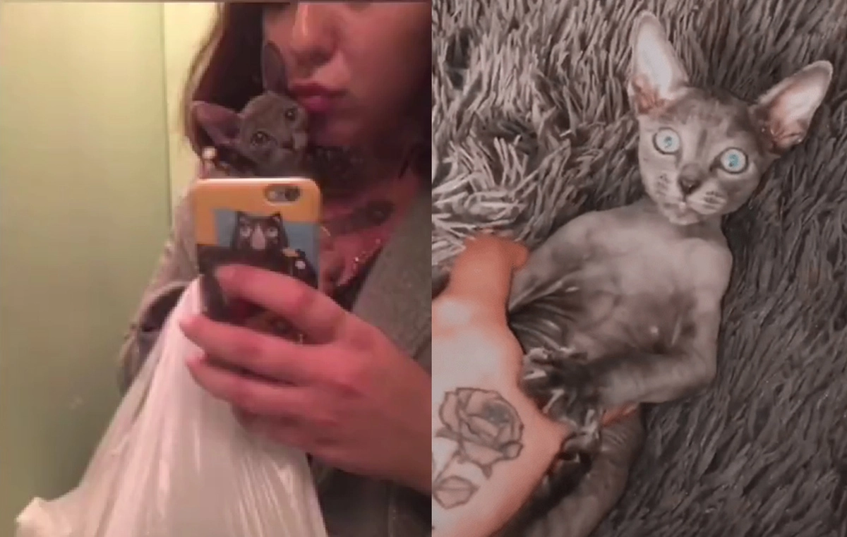 Так котёнок выглядел в момент покупки Так котёнок выглядел в момент покупки