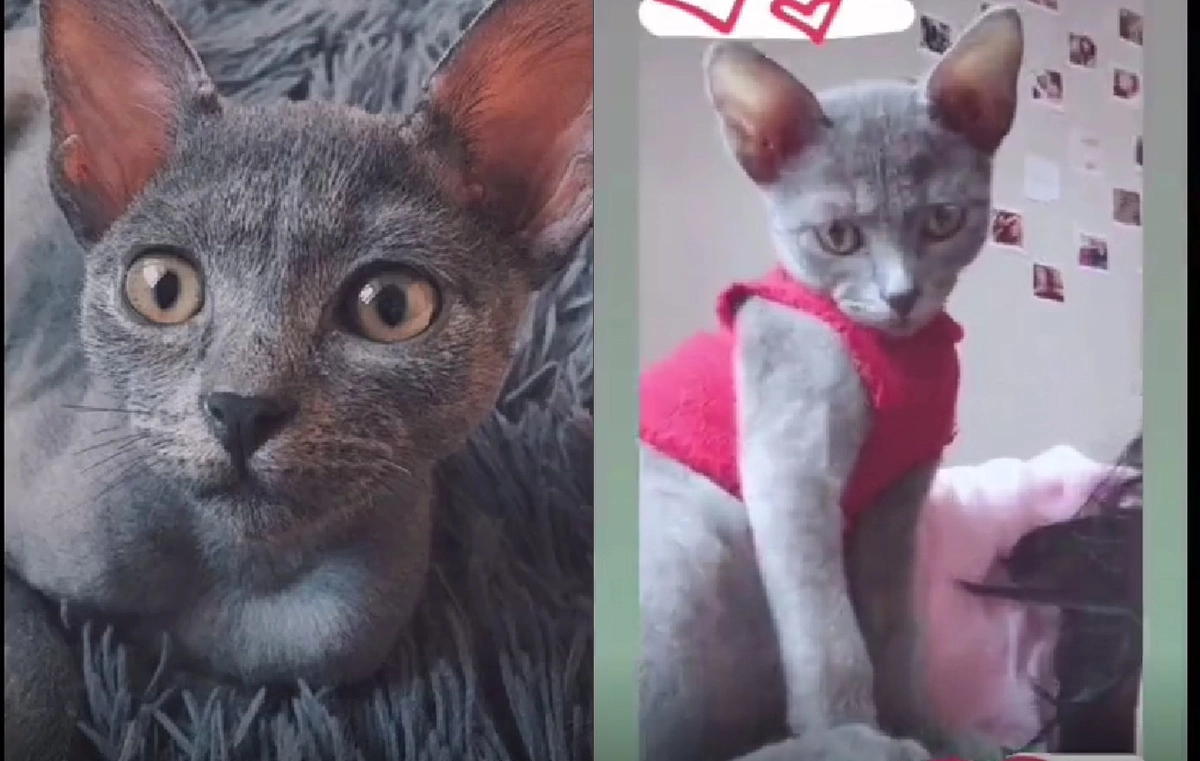 Но позже он начал покрываться шерстью Но позже он начал покрываться шерстью