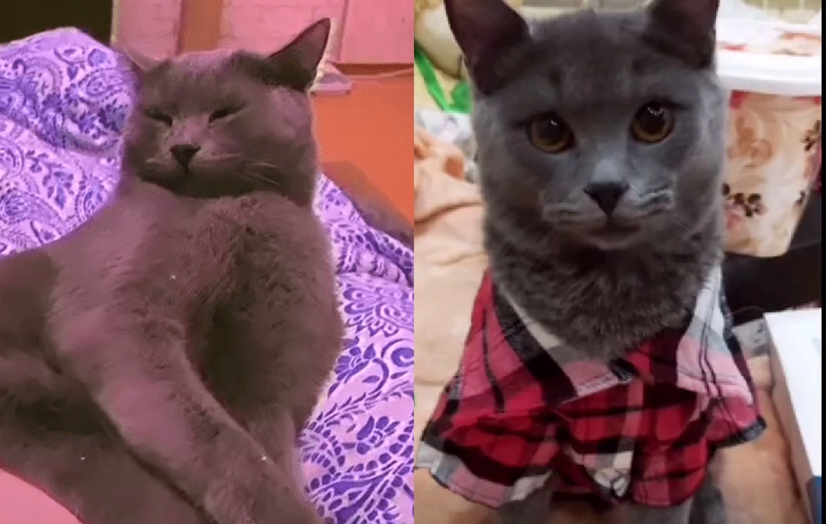 Вот как сейчас выглядит питомец Вот как сейчас выглядит питомец