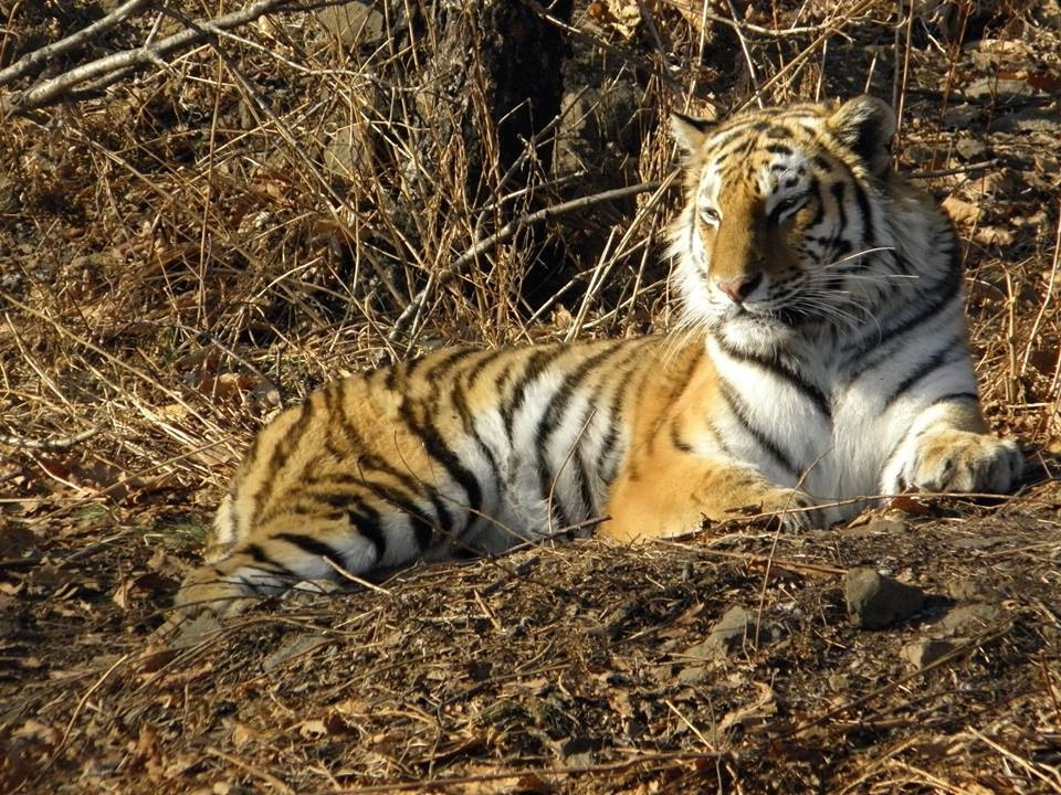 Тайгер видео. Дальневосточный тигр. Полосатый тигр. Приморский тигр. Тигр в тайге.