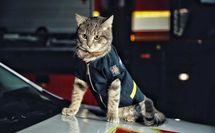 Майор Чивас - кот-пожарный из Киева 