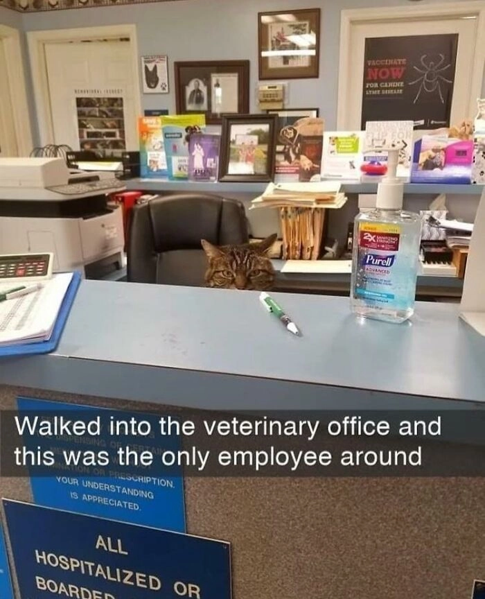“Пришел в ветеринарную клинику, и это единственный сотрудник поблизости