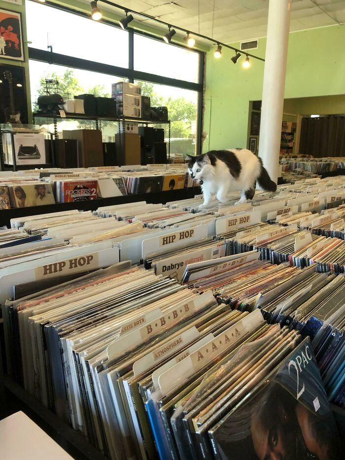 “Кошка по кличке Лил Ким, которая “работает” в местном музыкальном магазине. В прошлый раз, когда я покупал пластинки, она залезла ко мне на руки и заставила ее носить все время, что я там был” 