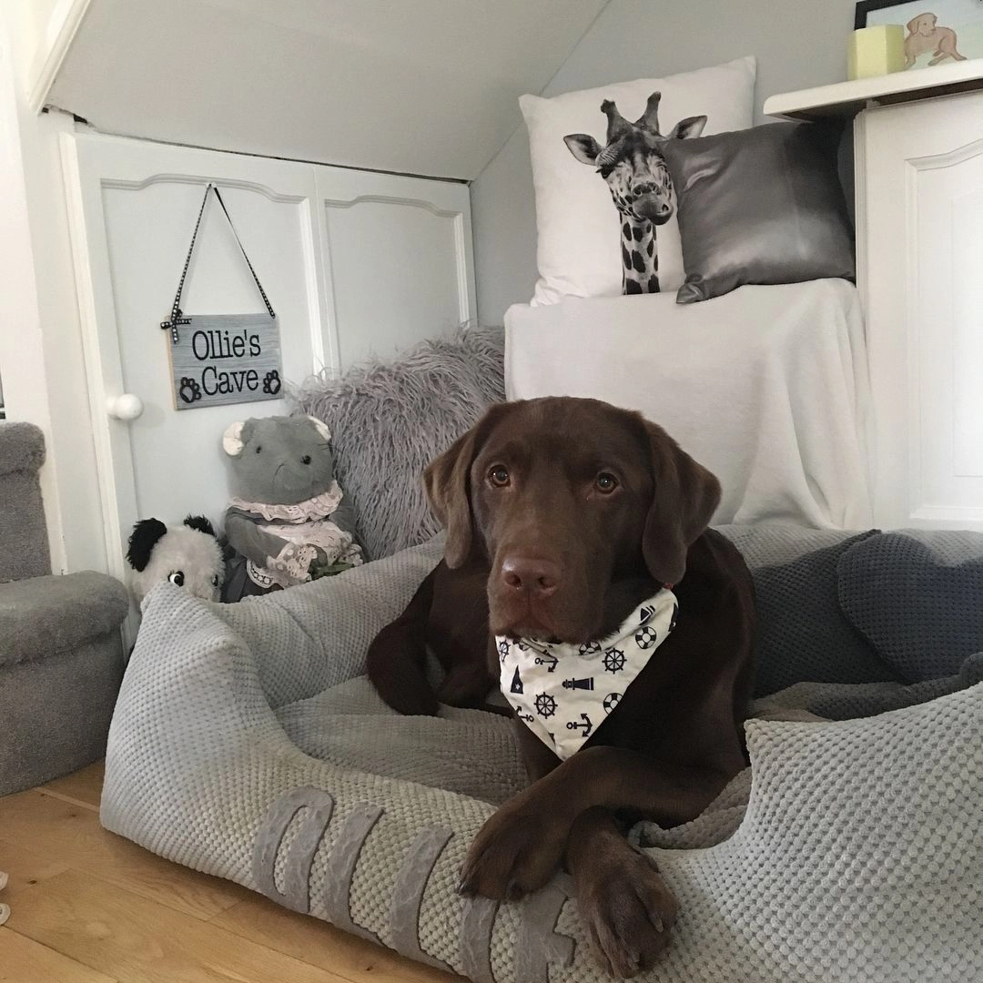 Когда в доме доме наконец-то появился Олли, семья просто не могла нарадоваться